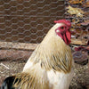 Deacero Poultry Netting Galvanized