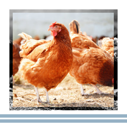 Poultry Feed & SuppliesPoultry feed and supplies!