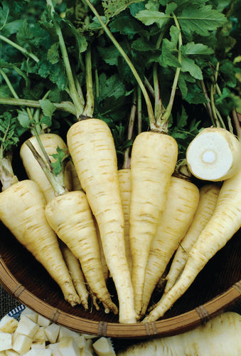 PARSNIPS HOLLOW CROWN
