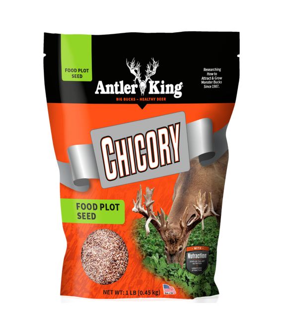 Antler King Chicory